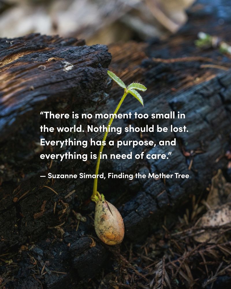Quote from Suzanne Simard's 'Finding the Mother Tree' overlaying an image of a small plant sprouting from a rich, dark forest floor.
