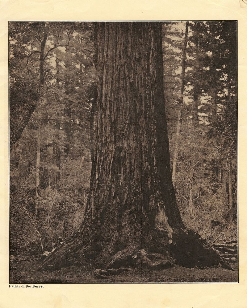 Historical photo of the Father of the Forest redwood in Big Basin Redwoods State Park.