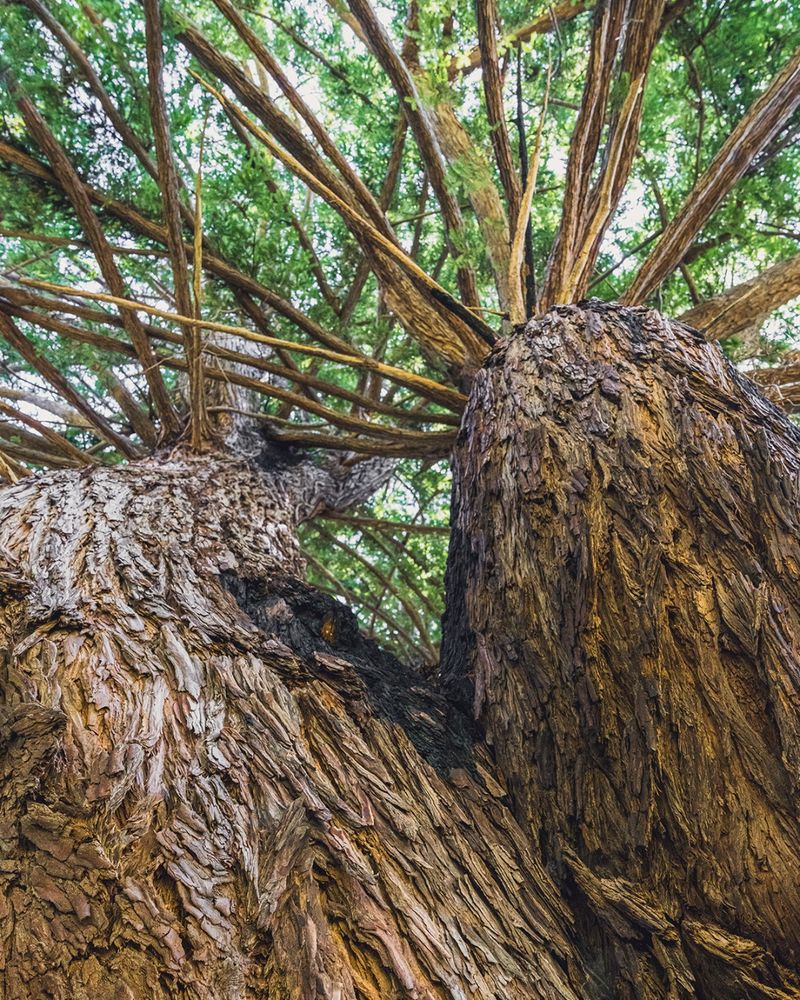 Closeup from below of the branches on the Candelabra Tree in Butano State Park.