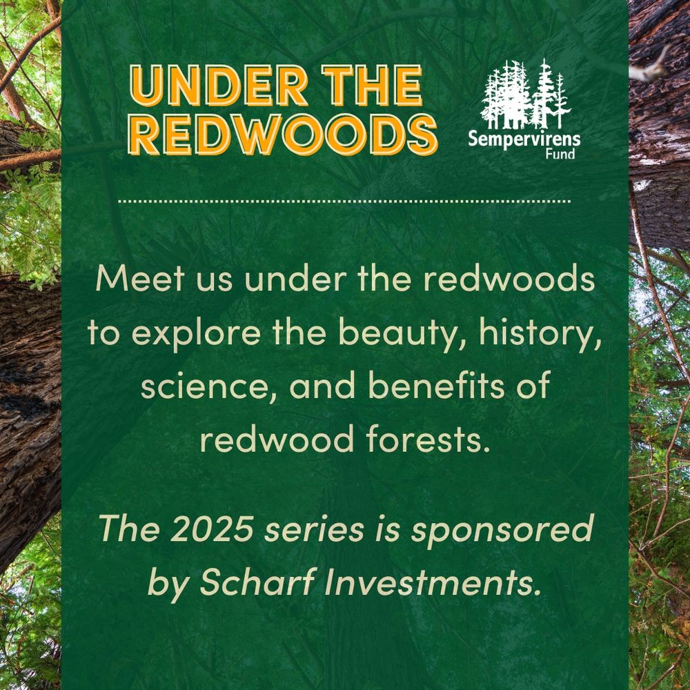 
Promotional graphic for 'Under the Redwoods' event series by Sempervirens Fund, highlighting exploration of redwood forests. The 2025 series is sponsored by Scharf Investments.
