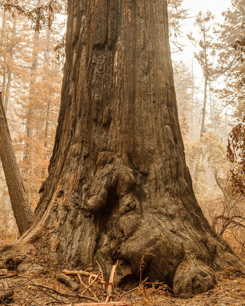 The "Father of the Forest" tree in Big Basin Redwoods State Park after the CZU fires in 2020. Photo: Orenda Randuch