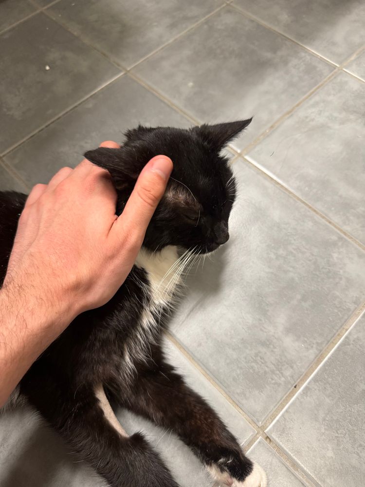 Meine Hand krault eine süße schwarz-weiße tuxedo katze an der stirn