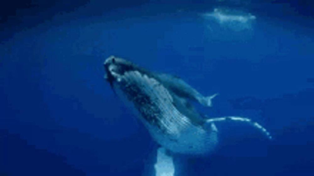 a humpback whale is swimming in the ocean and looking at the camera .