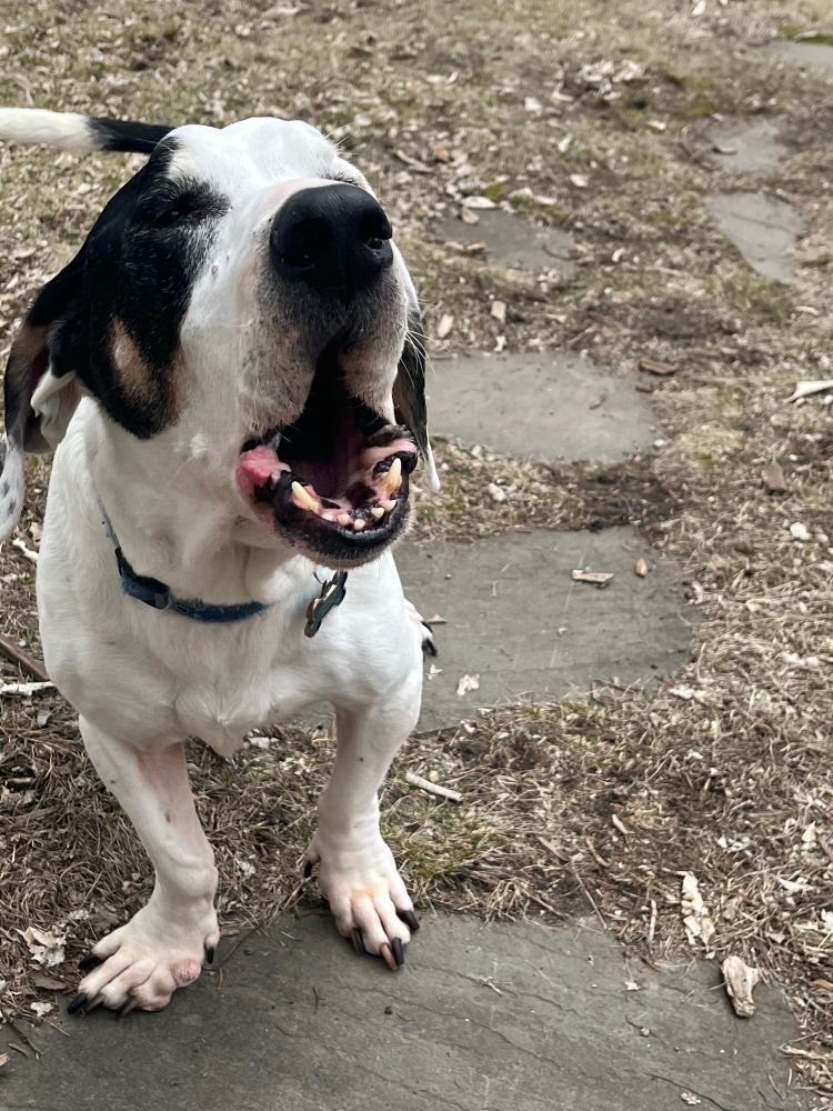 A white dog with black markings and a blue collar stands on brown grass and a gray stone walkway. He has a black nose. His mouth is open in a bark, revealing pink and black lips and his bottom teeth.