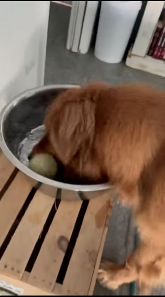 A brown golden retriever plays with a tennis ball in a silver water dish. The dish is elevated on a wooden crate.