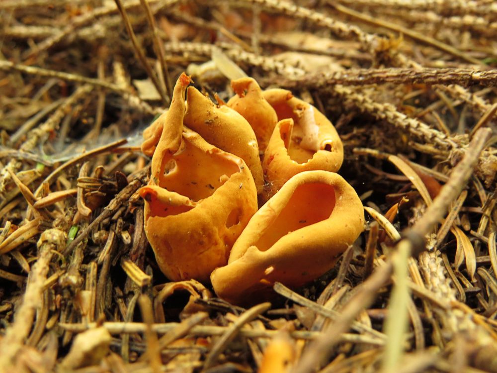 Cluster of orange mushrooms resembling small irregular cups. They are surrounded by little sticks, needles and flimsy spiderwebs. 