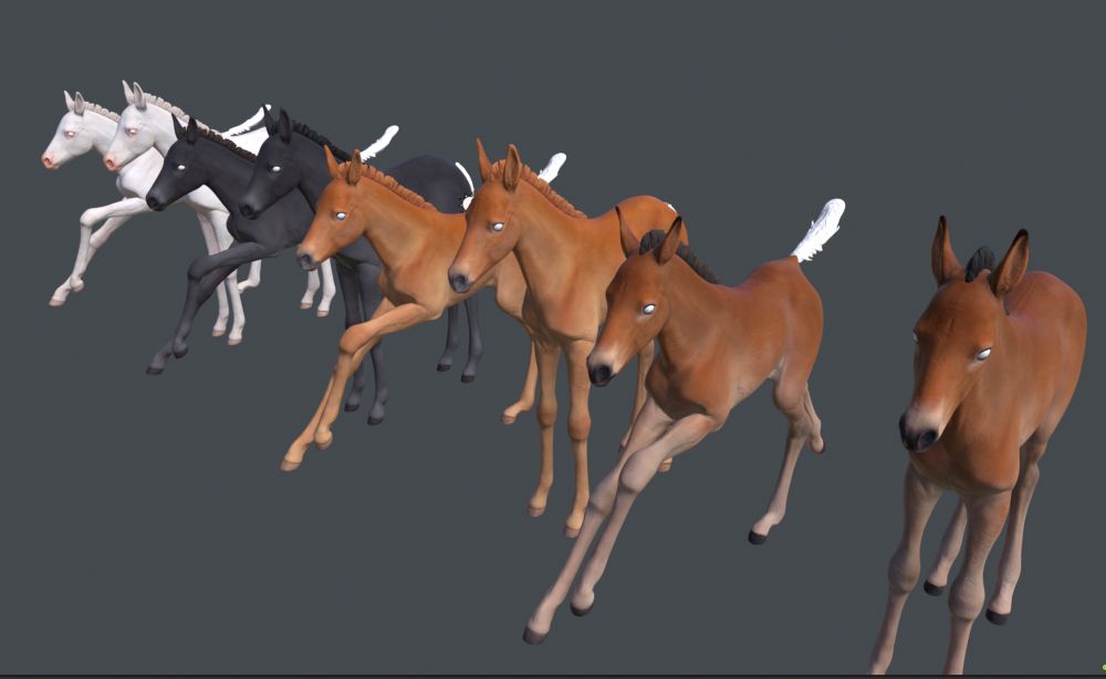 Line up of colours in the foals. From left to right: dominant white, black, chestnut and bay 