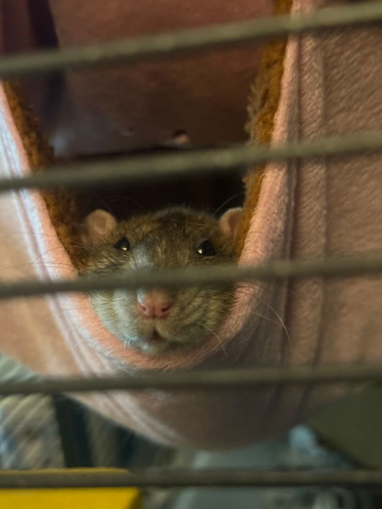 Pretzel the rat looking cute and chubby cheeked as she sticks her head out of a pink hammock