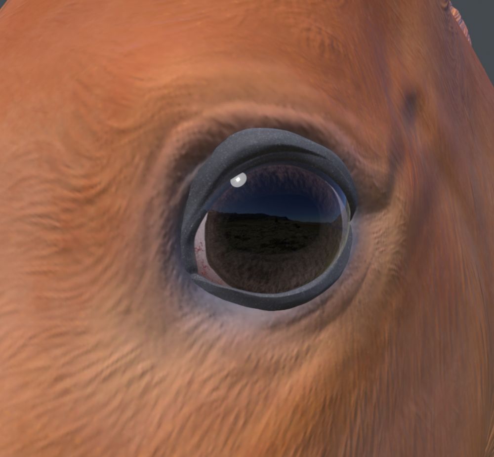 Bay foal with dark brown eye 