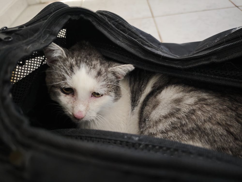 Handsome white and grey tabby cat in a transport bag.
