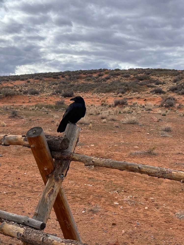A large raven in Horseshoe Bend
