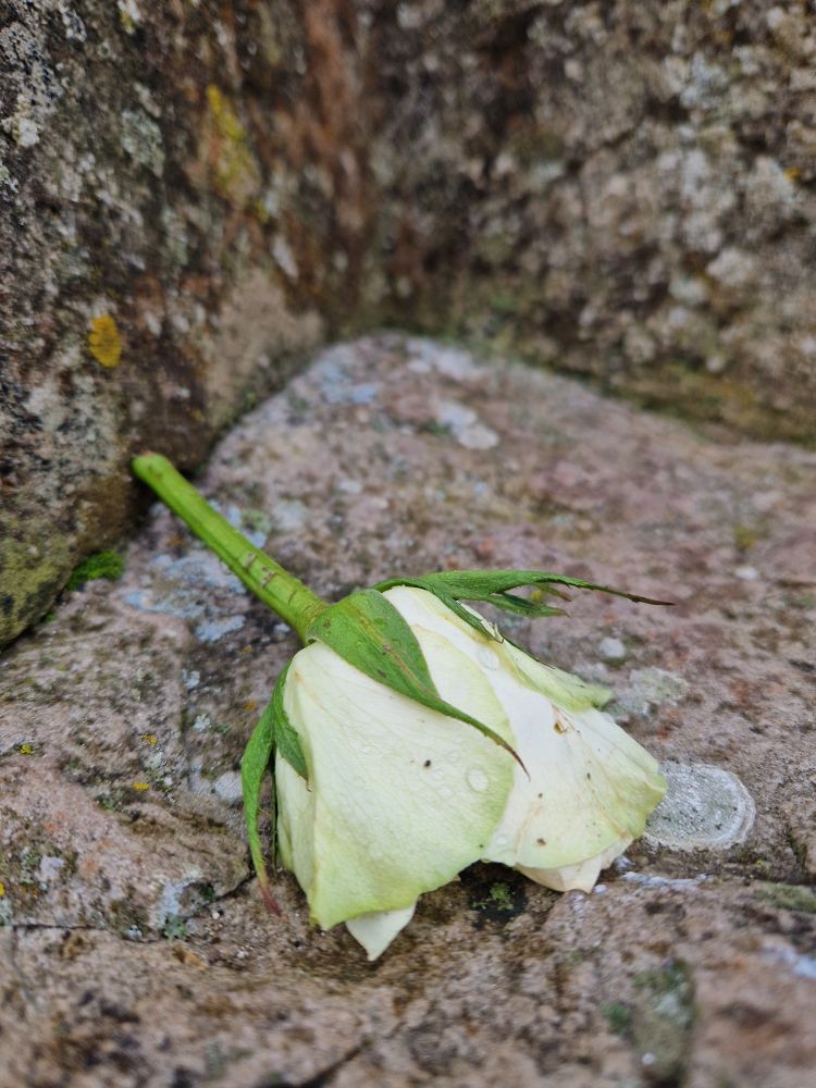 A white rose on a stone