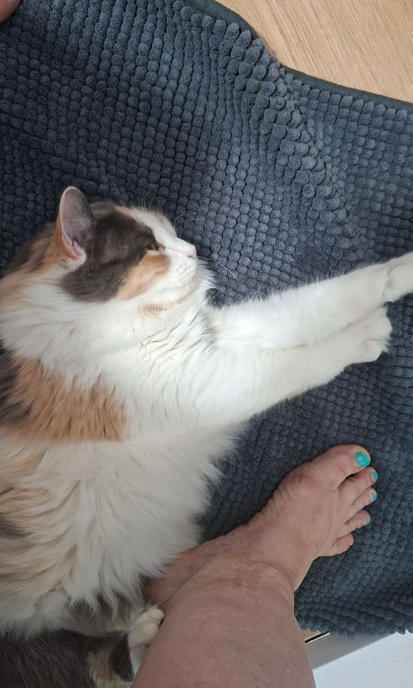 Gata tricolor, preciosa, pegada a los pies de su dueña, también podéis ver una de las 5 cicatrices molonas del tobillo pocho.