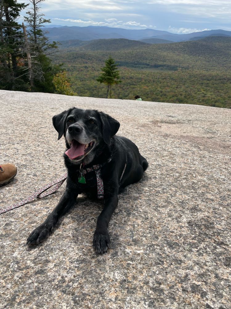 An older black lab with gray features posing on top of a mountain with rolling hills in the distance