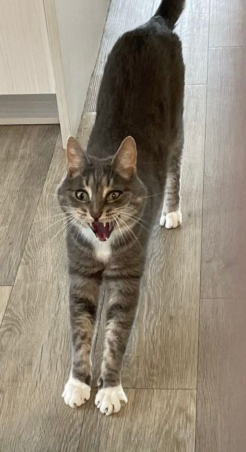 A gray tabby cat stretching and yawning but the photo capture is of a facial expression like he’s screaming. He has little white mitten paws