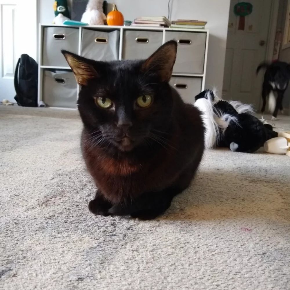 a black cat who looks a little brown in the light sita curled up on the rug. 