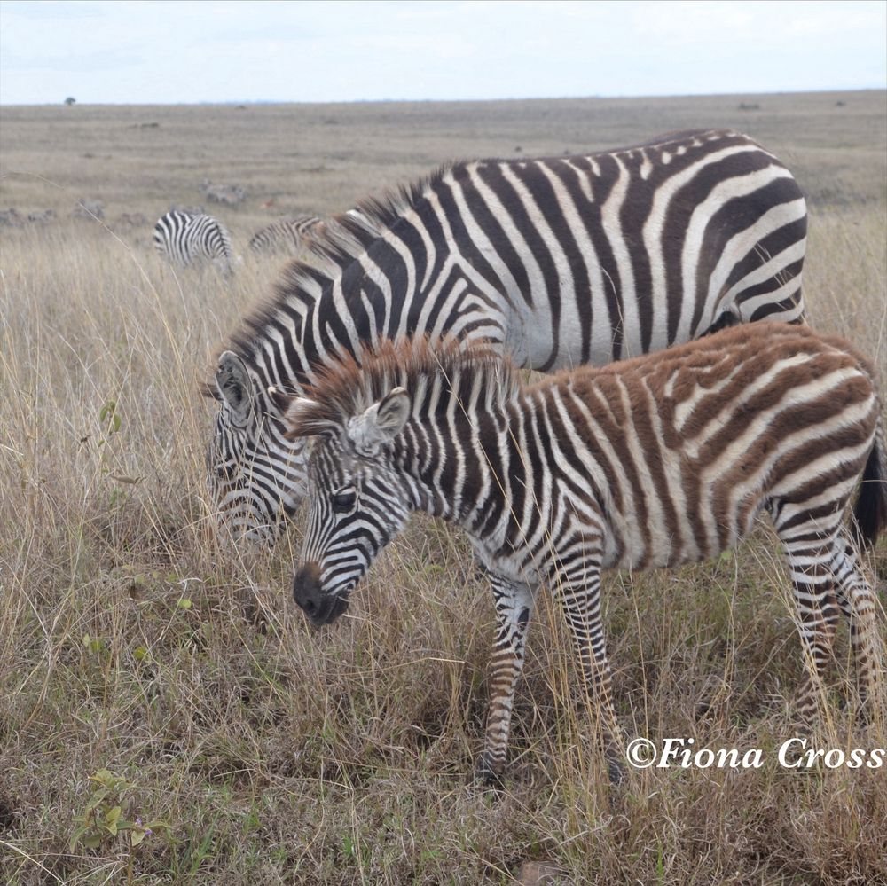 Zebras grazing on tall dry grass in Nairobi, Kenya. A zebra foal is in the foreground. 