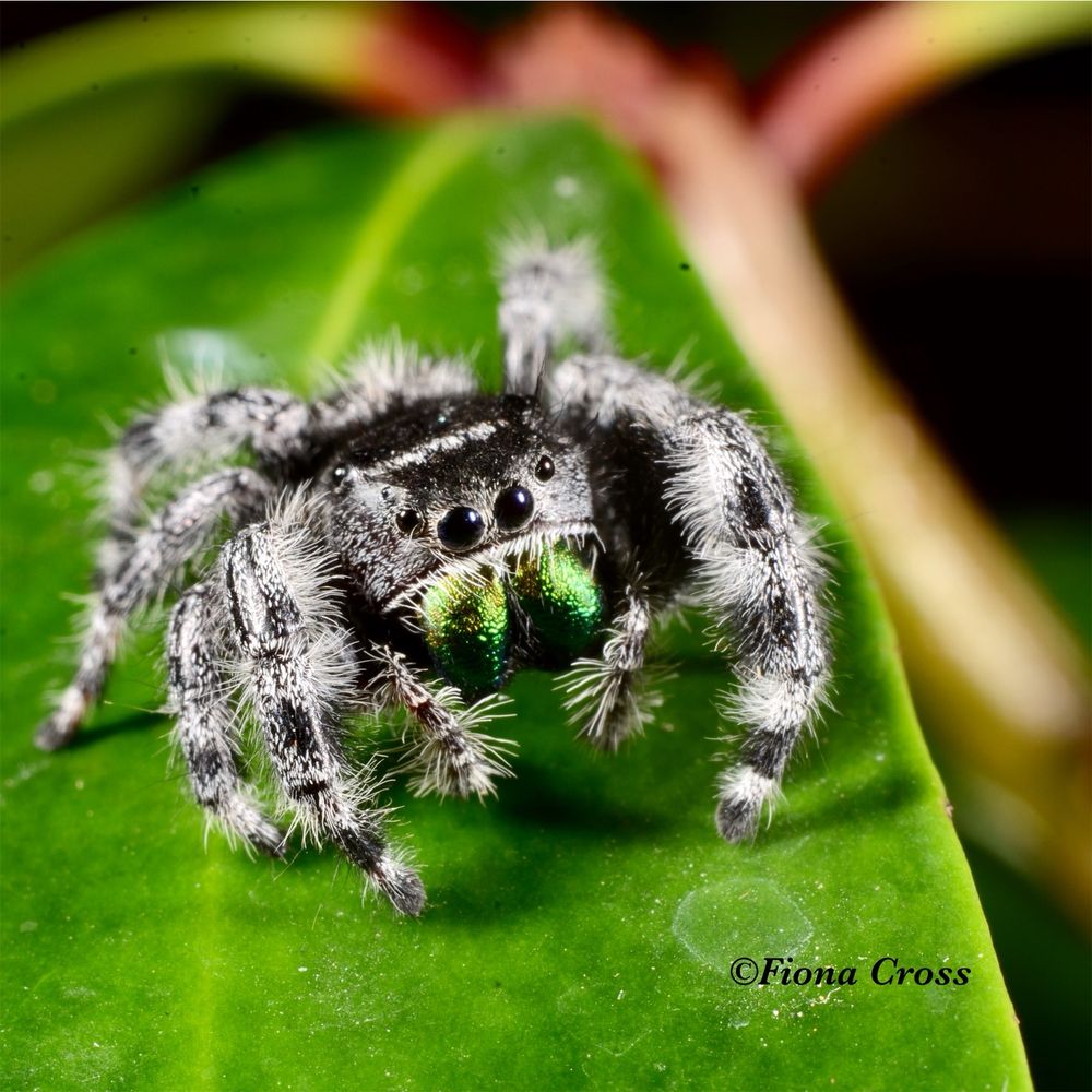 A fluffy grey jumping spider on a green leaf. It is looking down and to the right of the camera and showing its metallic green chelicerae.
