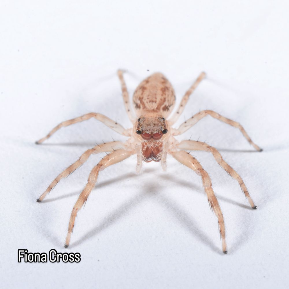 Front-on view of a golden brown female jumping spider. She has long, hairy legs.