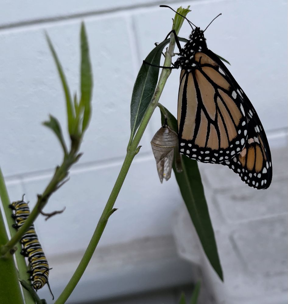 A newly emerged monarch butterfly resting on a milkweed plant. A large caterpillar is close by, busily eating and will soon be following in the butterfly's footsteps.