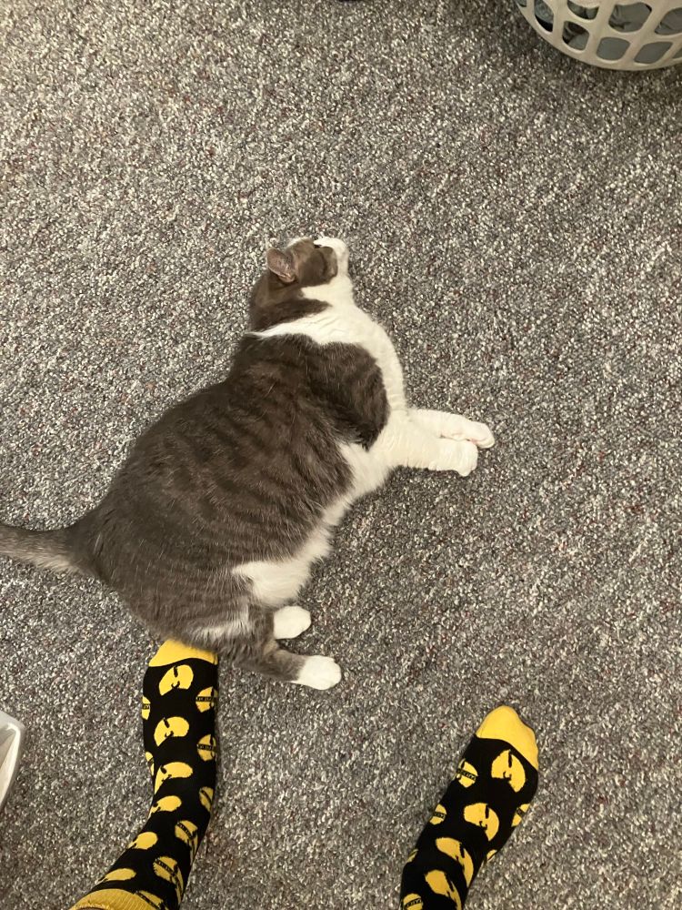 Gray and white cat rubbing her slightly smooshed face on carpeted floor 
