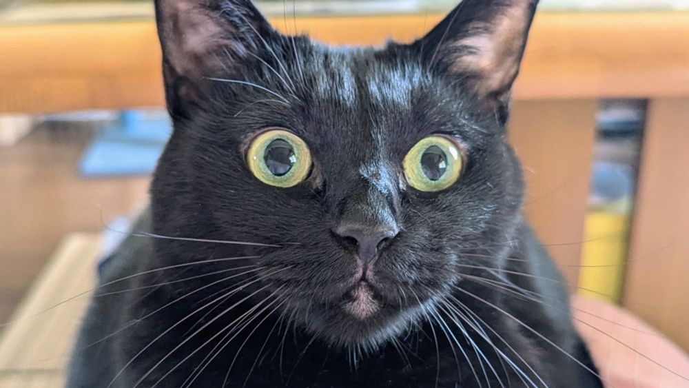 黒猫　お膝で真顔