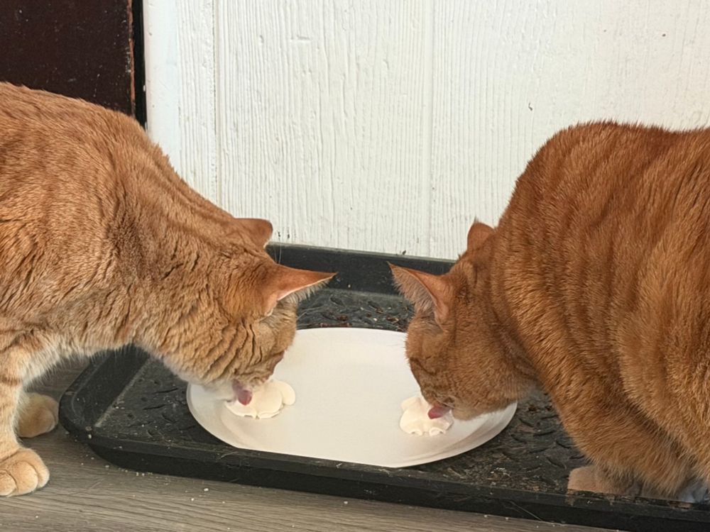 Two orange cats lap at little piles of whipped cream on a styrofoam plate. Both of their tongues are visible. 