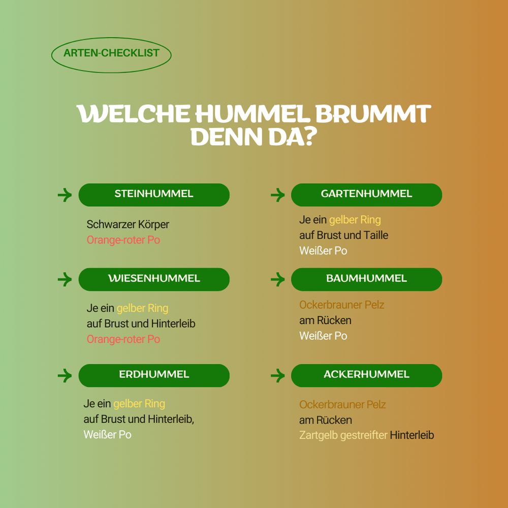 Eine Übersicht über verschiedene Hummelarten. Steinhummel: schwarz mit einem orange-roten Ende. Wiesenhummel: auf Brust und Hinterleib je ein gelber Ring, hinten orange-rot. Erdhummel: auch auf Brust und Hinterleib je ein gelber Ring, aber weißes Ende. Gartenhummel: gelbe Ringe auf Brust und Taille, weißes Ende. Baumhummel: Ockerbraun mit weißem Po. Ackerhummel: Ockerbraun aber zartgelb-gestreiftes Ende.