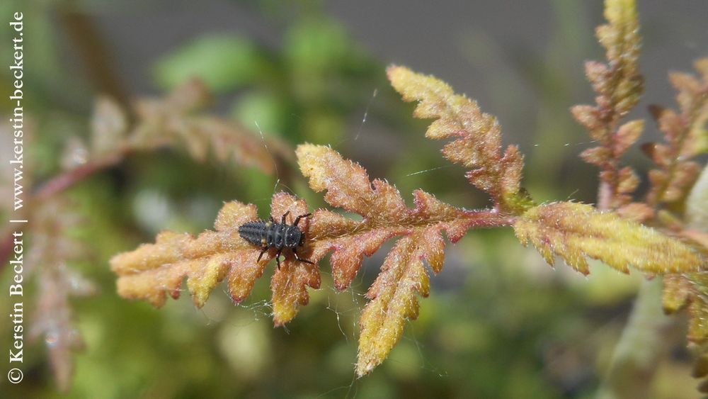 Marienkäfer-Larve auf einem rotgrünen, gefiederten Blatt. Die Larve ist schwarz, hat zwei gelbe Punkte in der Mitte, sechs Beine im vorderen Segment und sieht ehe käferartig aus.