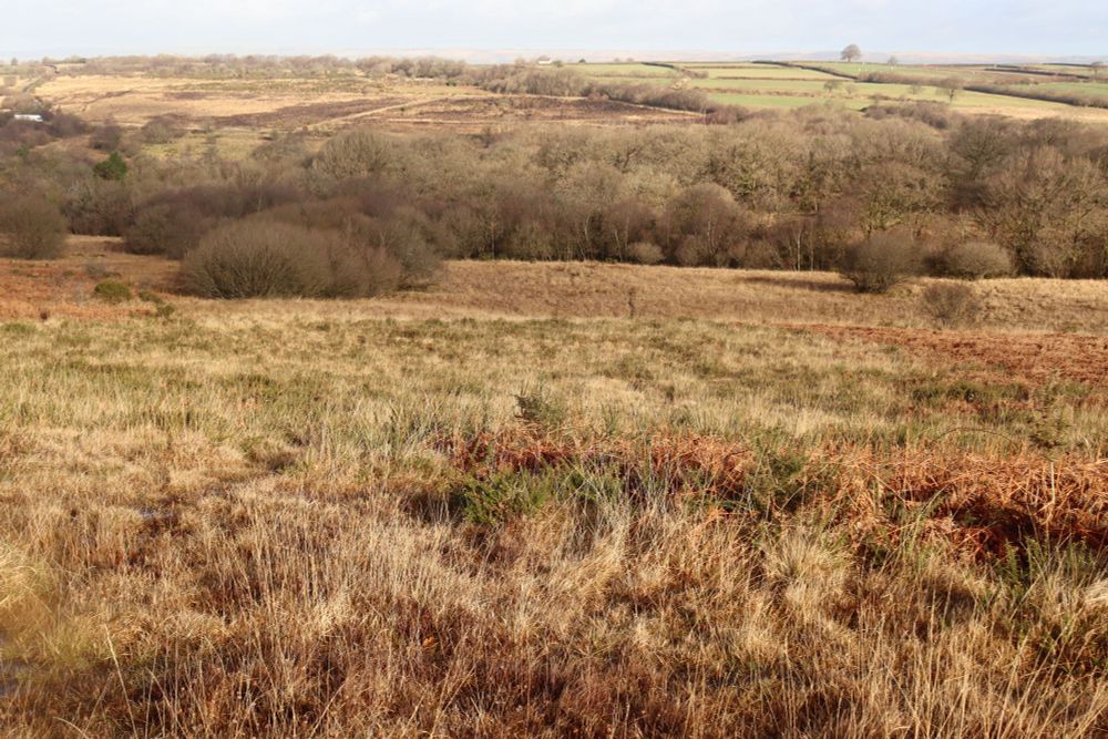 Culm grassland and woodland