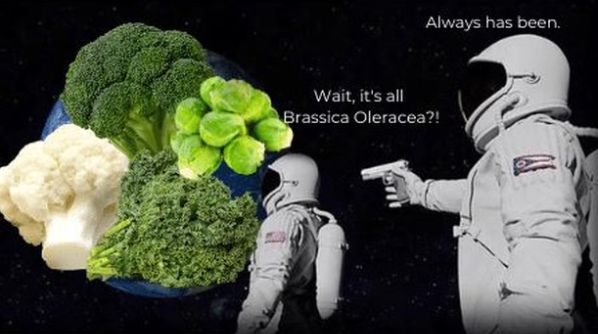 The two astronauts meme, but the planet has been replaced by a plate of various cultivars of Brassica Oleracea, and the conversation reads "wait, it's all Brassica Oleracea?" "Always has been"