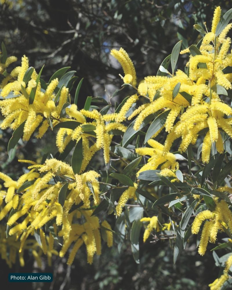 Flowering branch of Coast Myall wattle (Acacia binervia) showing many long spikes of yellow bottlebrush-like flowers. Photo by Alan Gibb.