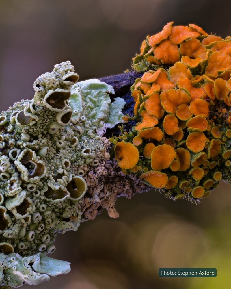 Two fungi compete for real estate on a rotting log. The left fungus is a pale grey-green with a multitude of dark curled cups, reminiscent of barnacles, whilst the right side fungus is bright orange and looks like many sections of peeled mandarin skin. Photo by Stephen Axford.