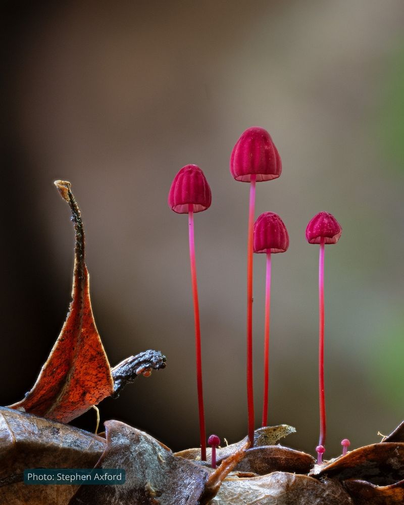 Vivid pinkish-red mushrooms with delicate bell-shaped caps and long, slender stems tower above the leaf litter like fairy skyscrapers. At their base are scattered three more of their kind, reproduced in miniature. Photo by Stephen Axford.