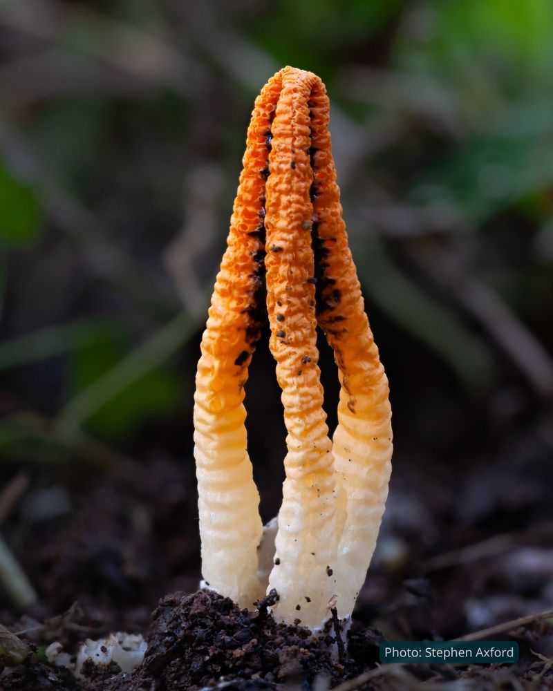A textured three-pronged fungi reaches up out of the ground. It is white at the base graduating to orange at the top, and its shape is reminiscent of a grasped claw. Photo by Stephen Axford.