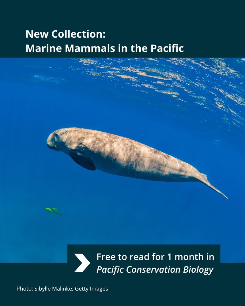 A dugong swims under the surface of clear blue seas. Text reads: "New Collection: Marine Mammals in the Pacific. Free to read for 1 month in Pacific Conservation Biology". Photo by Sibylle Malinke, Getty Images.