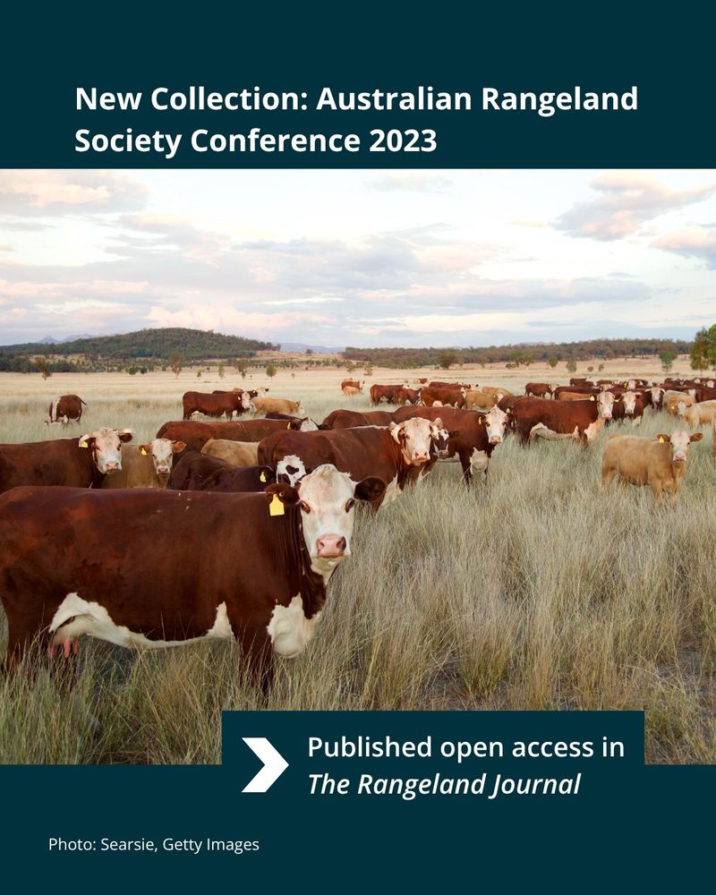 A herd of Hereford cattle graze in a open field covered in tussocks of native grasses. Text reads: "New Collection: Australian Rangeland Society Conference 2023. Published open access in The Rangeland Journal". Photo by Searsie, Getty Images.