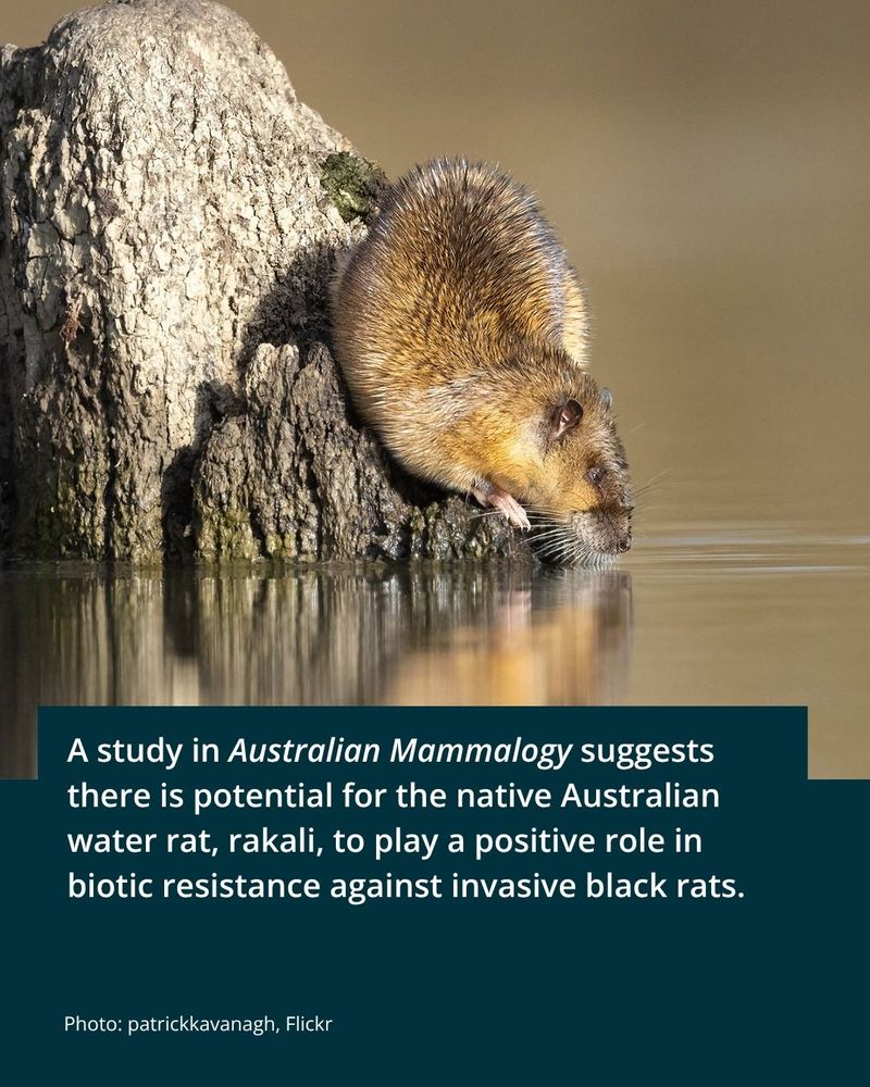A rakali perched at the water's edge, its fur looking golden with dark tips in the sunlight. A caption tells us: "a study in Australian Mammalogy suggests there is potential for the native Australian water rat, rakali, to play a positive role in biotic resistance against invasive black rats." The photo is by patrickkavanagh, Flickr.