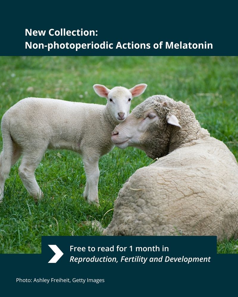 A white ewe and lamb resting together in a lush field. Text reads: "New Collection: Non-photoperiodic Actions of Melatonin. Free to read for 1 month in Reproduction, Fertility and Development." Photo by Ashley Freiheit, Getty Images.