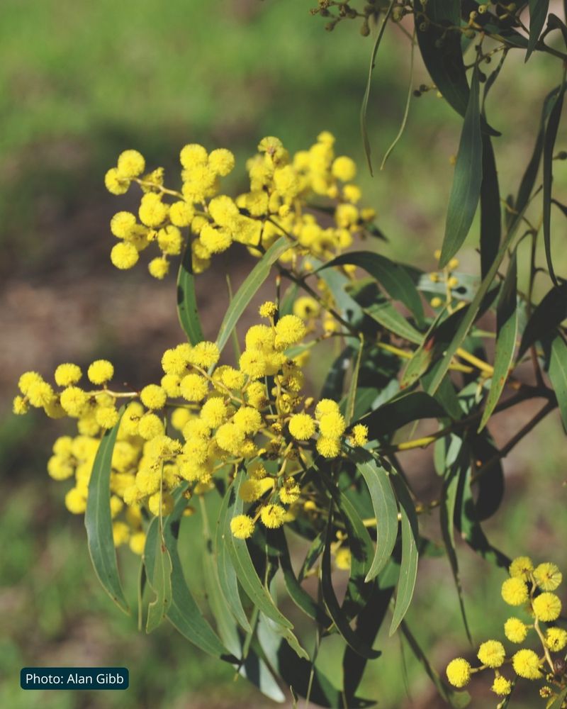 Golden Wattle (Acacia pycnantha) flowering branch populated by yellow globular flower heads and dark green strappy leaves. Photo by Alan Gibb.