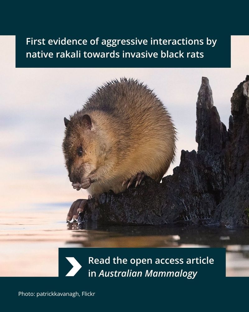 A rakali sits by the water, holding something in its front paws, presumably edible, its fur wet from a recent swim. A caption invites us to read the open access article in Australian Mammalogy titled 'First evidence of aggressive interactions by native rakali towards invasive black rats'. The photo is by patrickkavanagh, Flickr.