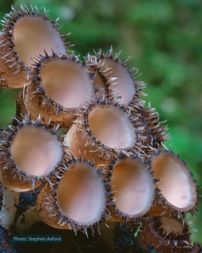 A group of cup-shaped fungi clustered together, facing the same direction like sunflowers following the sun. The inside of each cup is a creamy-pink colour, and the rim of each cup is fringed by lash-like triangular hairs. Photo by Stephen Axford.