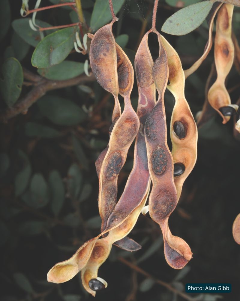 Seed pods of Grey Mulga wattle (Acacia brachybotrya), showing several long, narrow woody seed pods that have split open to reveal large shiny black seeds inside. The seed pod shape is similar to a snow pea. Photo by Alan Gibb.