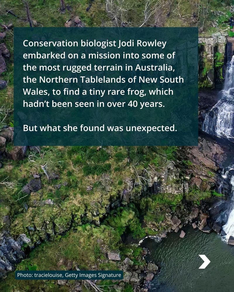 An aerial view of Ebor Falls in Guy Fawkes River National Park, New South Wales. A caption reads: "Conservation biologist Jodi Rowley embarked on a mission into some of the most rugged terrain in Australia, the Northern Tablelands of New South Wales, to find a tiny rare frog, which hadn’t been seen in over 40 years. But what she found was unexpected." The photo is credited as taken by tracielouise, Getty Images Signature.