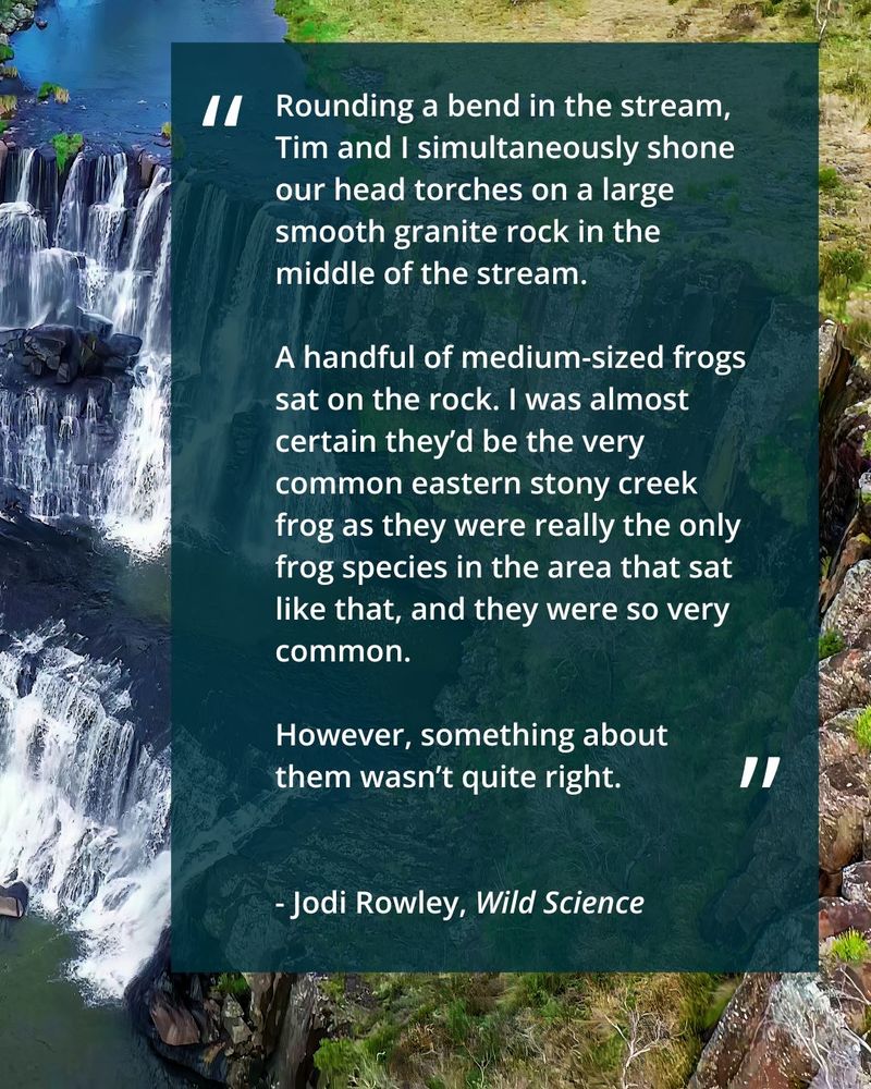 An aerial view of Ebor Falls in Guy Fawkes River National Park, New South Wales. We see a quote by Jodi Rowley from her contribution to the book, Wild Science: "Rounding a bend in the stream, Tim and I simultaneously shone our head torches on a large smooth granite rock in the middle of the stream. A handful of medium-sized frogs sat on the rock. I was almost certain they’d be the very common eastern stony creek frog as they were really the only frog species in the area that sat like that, and they were so very common. However, something about them wasn’t quite right." The photo is credited as taken by tracielouise, Getty Images Signature.