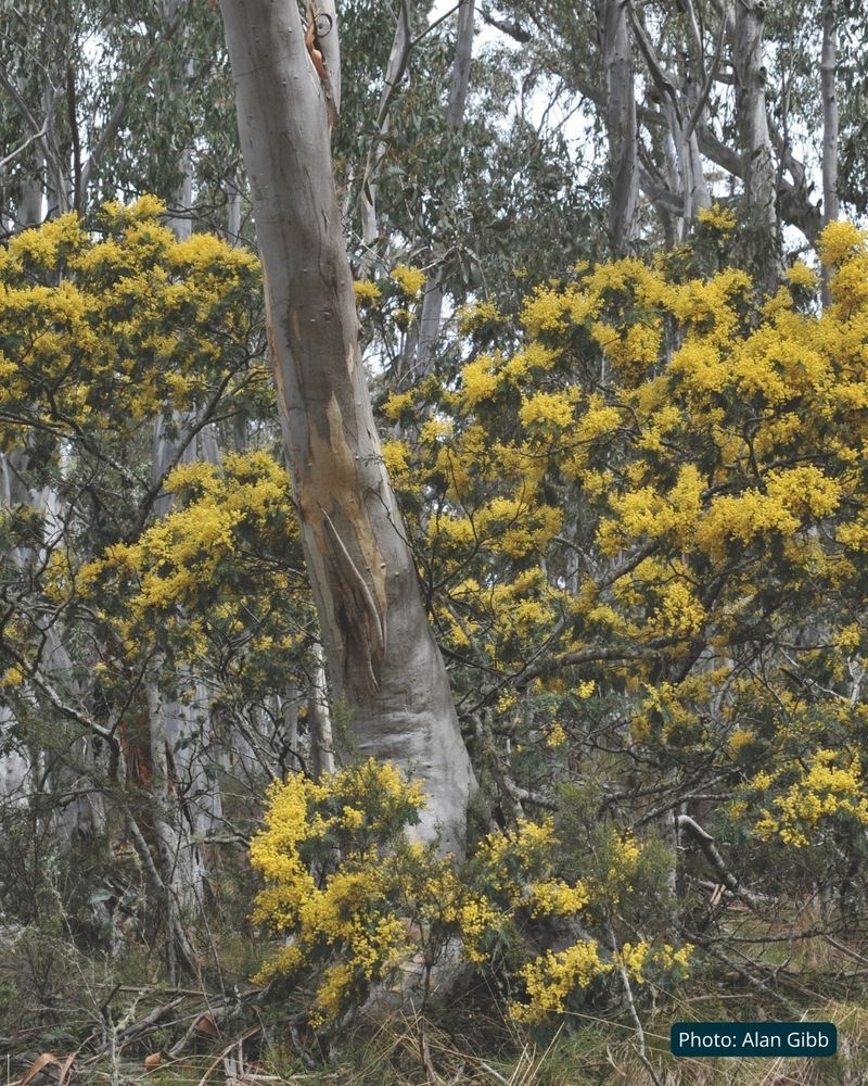 Silver Wattle (Acacia dealbata ssp. subalpina) straggly upright trees in full yellow flower, surrounding a tall eucalyptus trunk in subalpine forest. Photo by Alan Gibb.