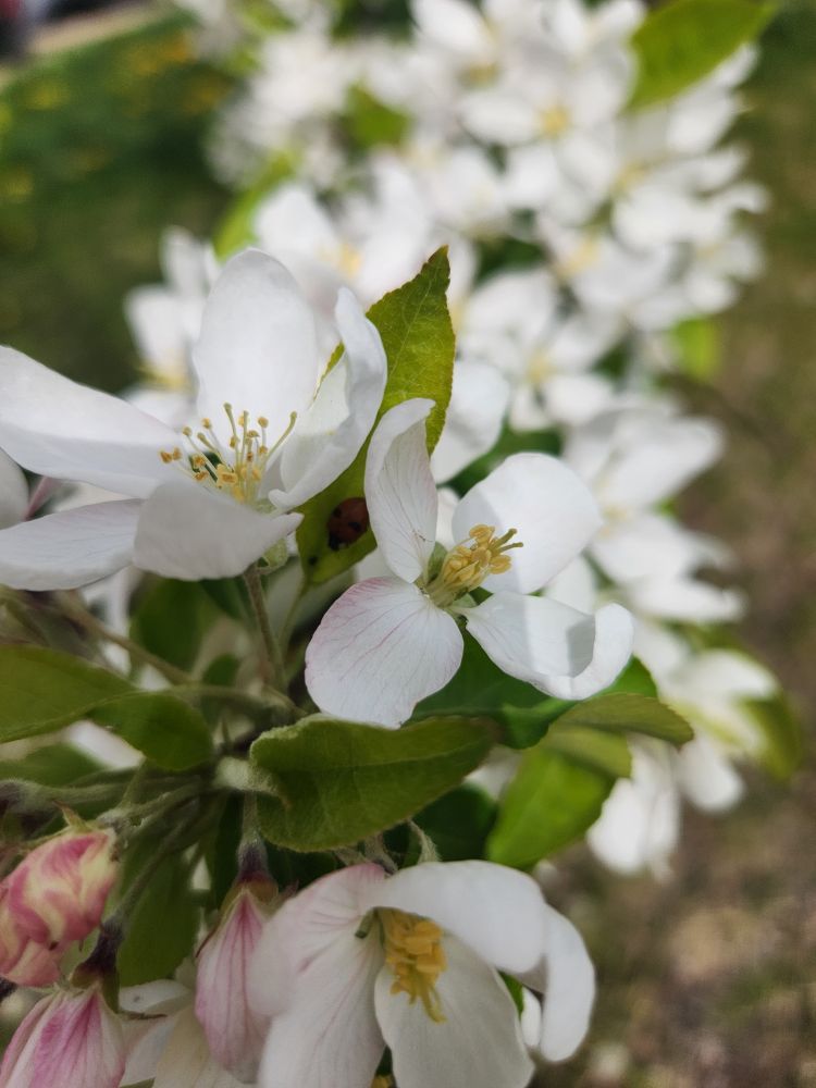 A ladybug hiding in some white flowers.