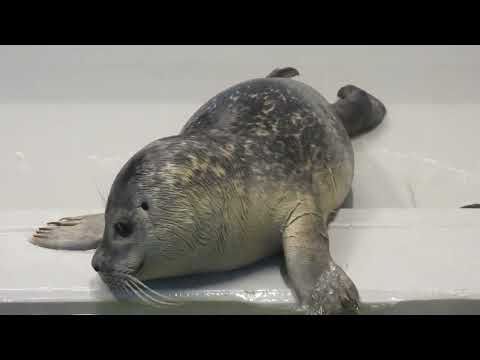 Visit to Seal Hospital WEC - アザラシ幼稚園