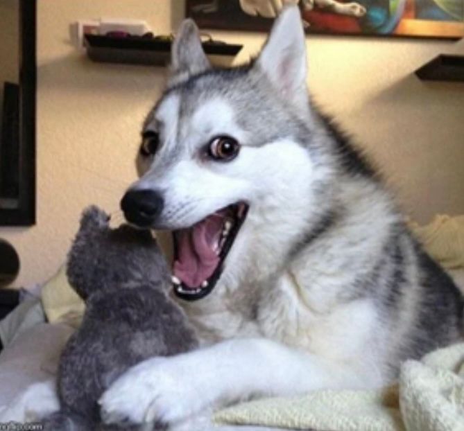 Dog with a big smile as if he just told a funny joke