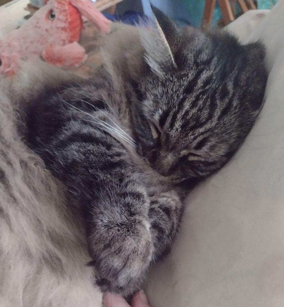 Front half of grey and black tabby sleeping on her back with paws crossed in front of her